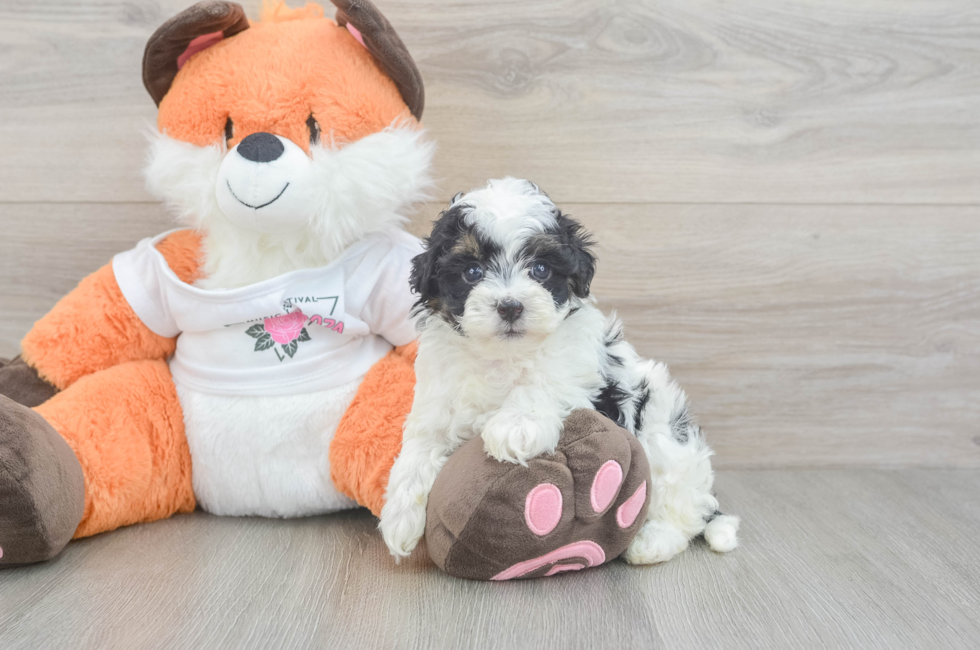 5 week old Havapoo Puppy For Sale - Puppy Love PR
