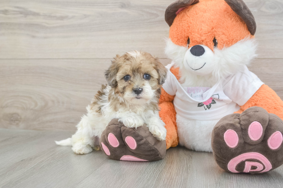 5 week old Havapoo Puppy For Sale - Puppy Love PR