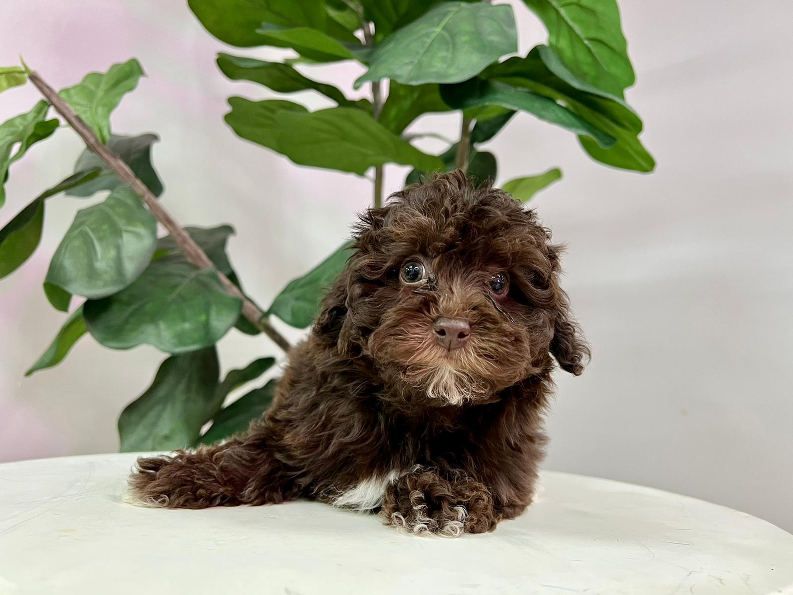 Cute Havapoo Poodle Mix Pup