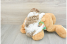 Havapoo Puppy for Adoption