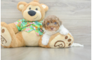Havapoo Pup Being Cute