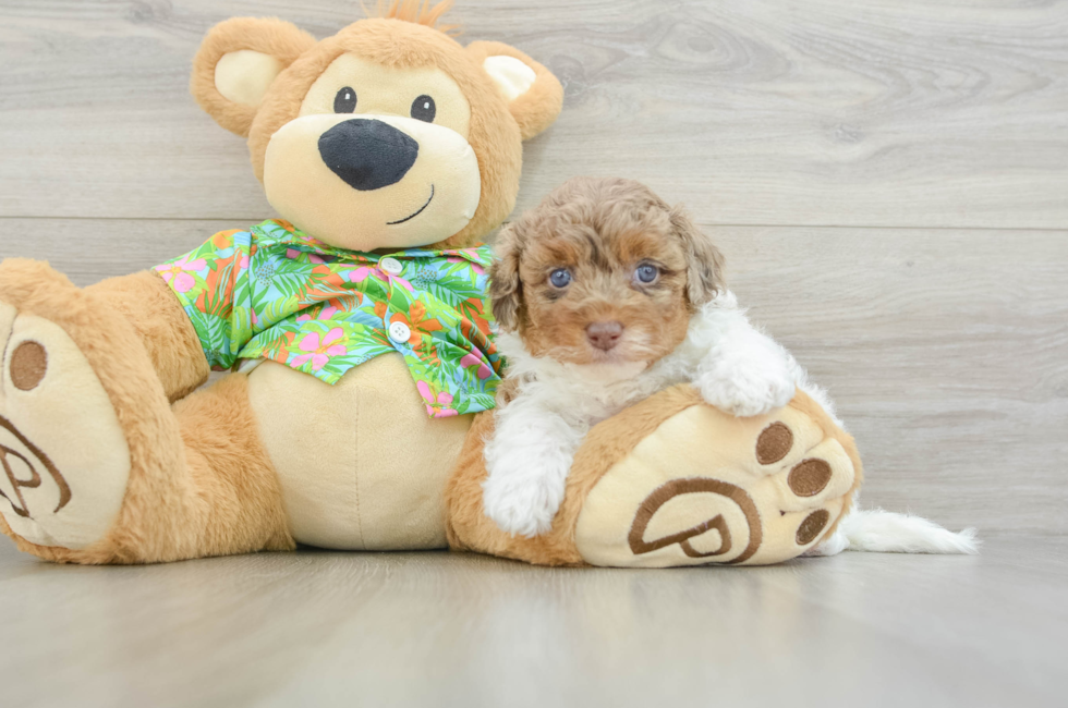 5 week old Havapoo Puppy For Sale - Puppy Love PR