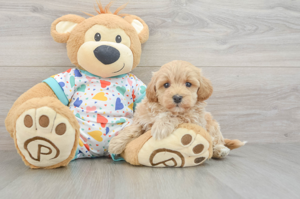 5 week old Havapoo Puppy For Sale - Puppy Love PR