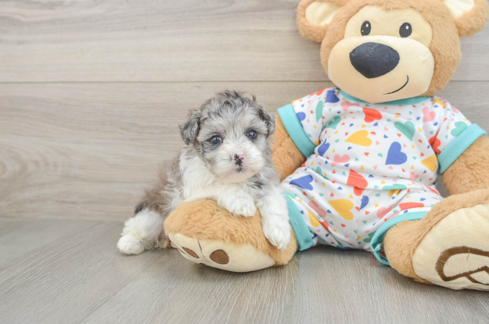 5 week old Havapoo Puppy For Sale - Puppy Love PR