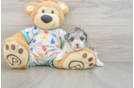 Best Havapoo Baby