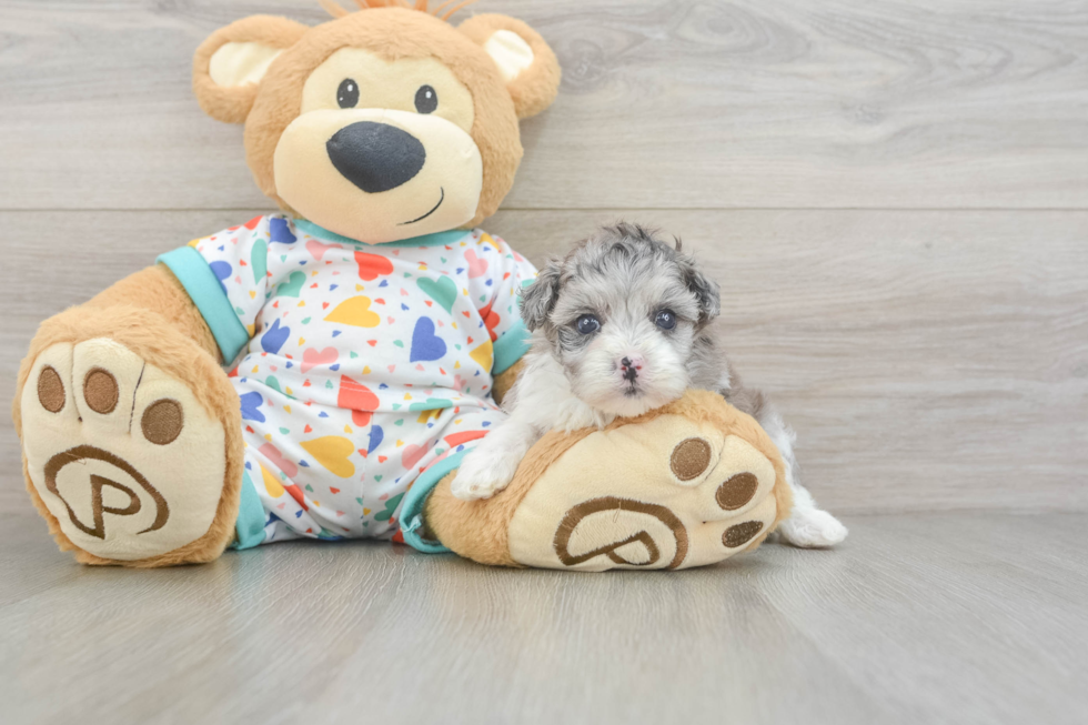 Best Havapoo Baby