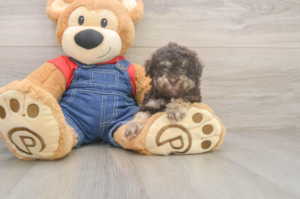 5 week old Havapoo Puppy For Sale - Puppy Love PR