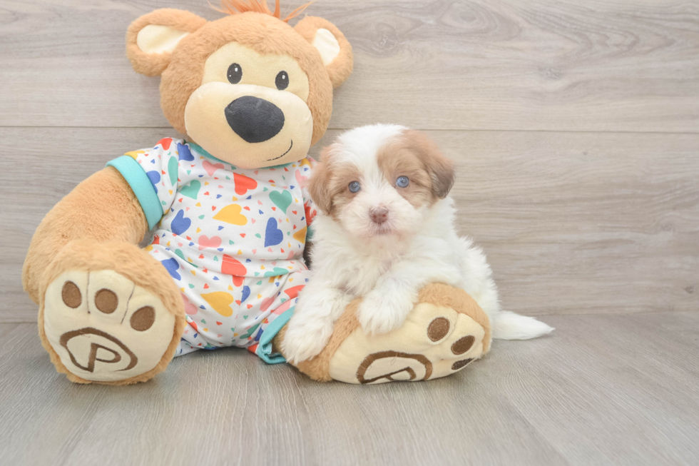 Petite Havapoo Poodle Mix Pup