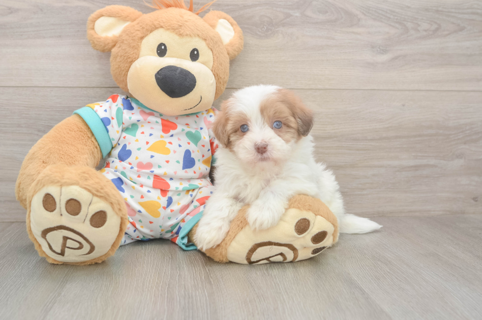 5 week old Havapoo Puppy For Sale - Puppy Love PR