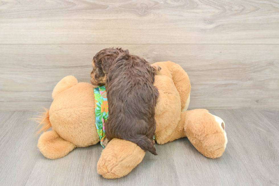 Havapoo Puppy for Adoption