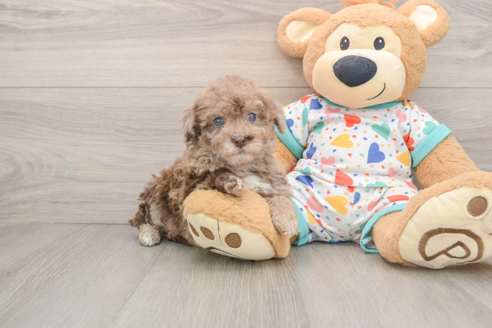 Playful Havadoodle Poodle Mix Puppy