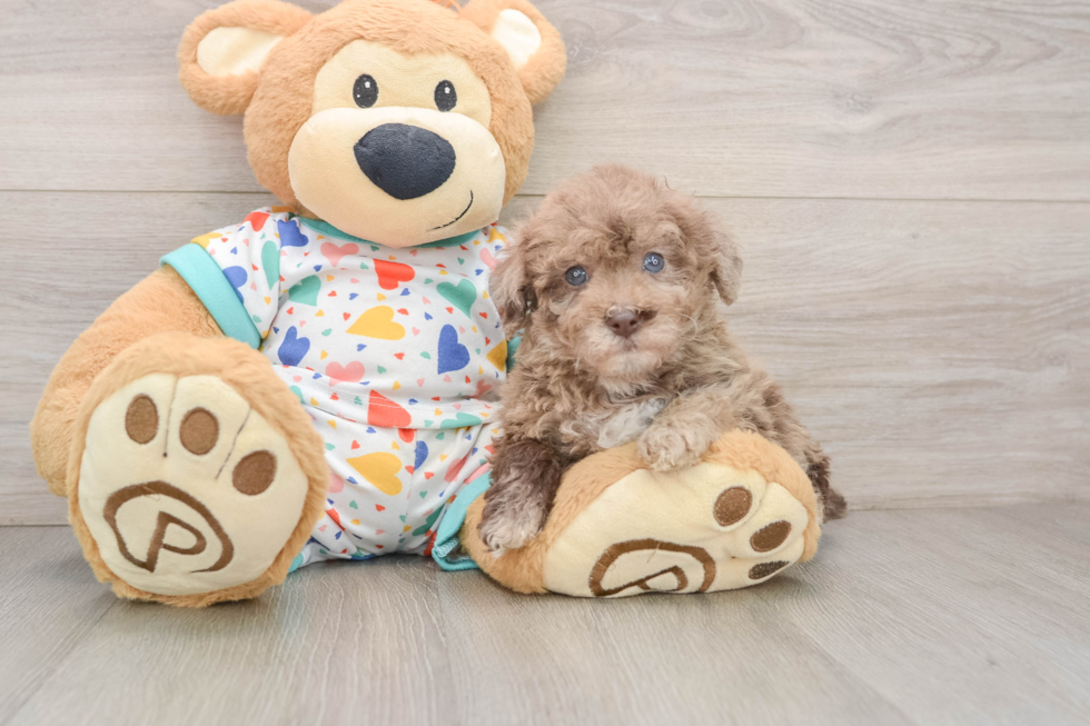 Havapoo Pup Being Cute