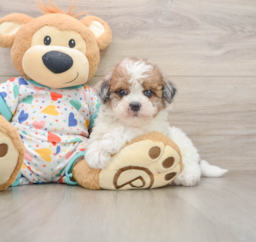 7 week old Havapoo Puppy For Sale - Puppy Love PR