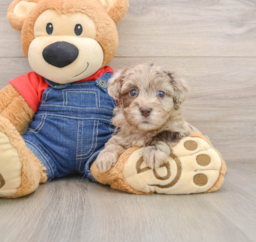 7 week old Havapoo Puppy For Sale - Puppy Love PR