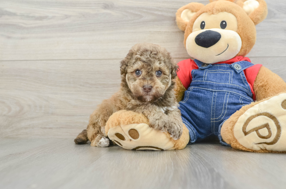 5 week old Havapoo Puppy For Sale - Puppy Love PR