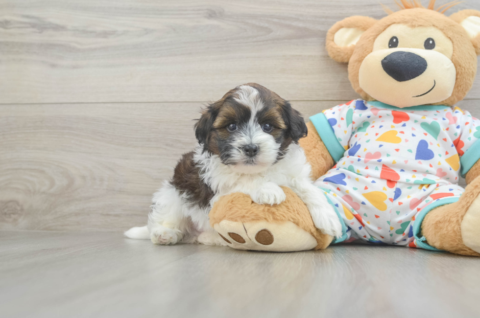 5 week old Havapoo Puppy For Sale - Puppy Love PR