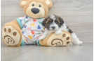 Energetic Havadoodle Poodle Mix Puppy