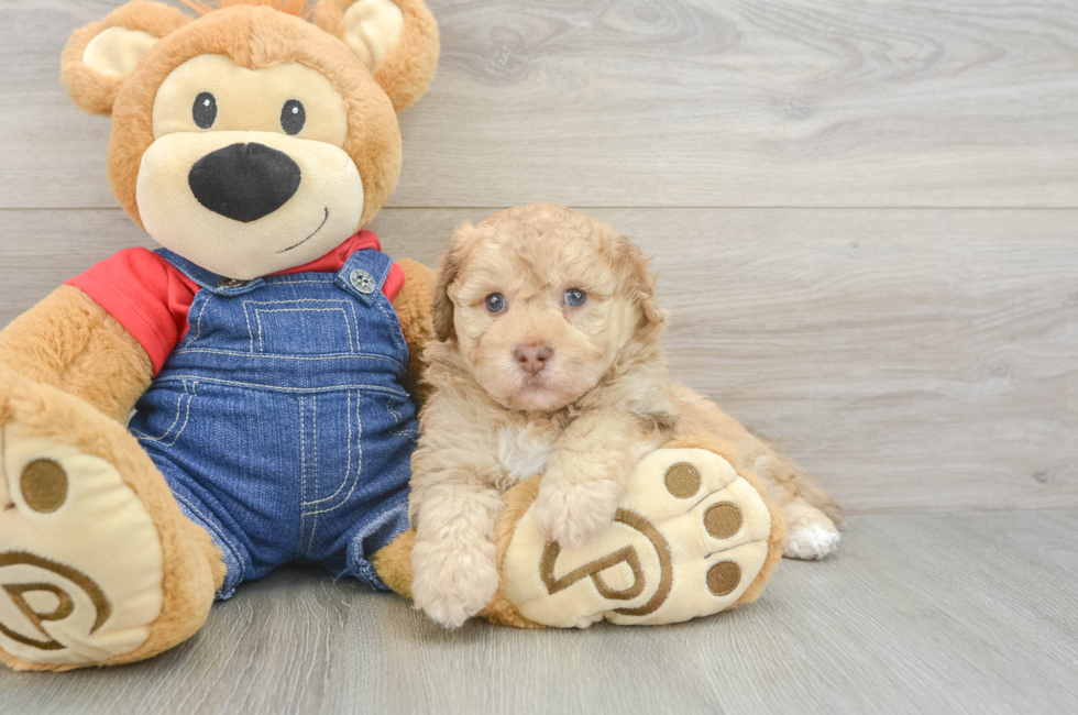 6 week old Havapoo Puppy For Sale - Puppy Love PR