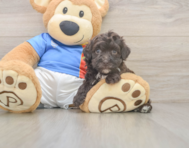 6 week old Havapoo Puppy For Sale - Puppy Love PR