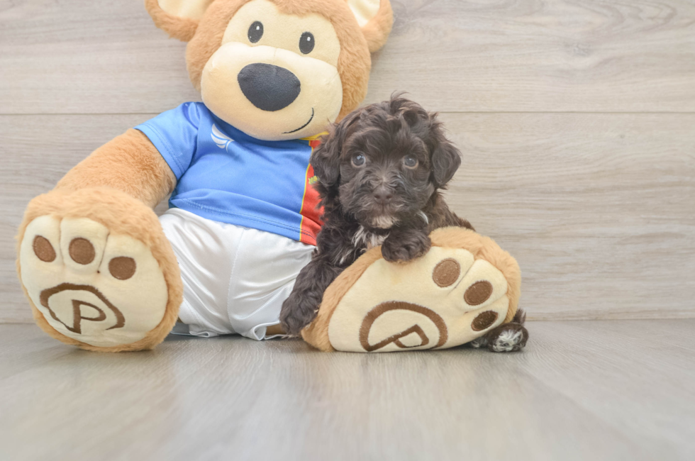 5 week old Havapoo Puppy For Sale - Puppy Love PR