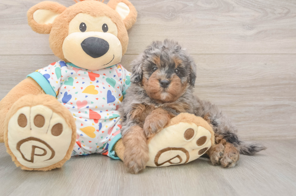 5 week old Havapoo Puppy For Sale - Puppy Love PR