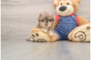 Hypoallergenic Havadoodle Poodle Mix Puppy