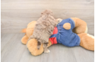 Havapoo Puppy for Adoption