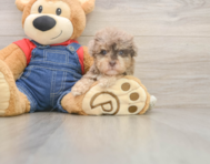 8 week old Havapoo Puppy For Sale - Puppy Love PR