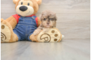 Havapoo Puppy for Adoption
