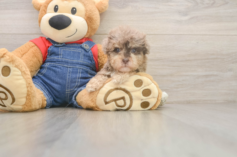 5 week old Havapoo Puppy For Sale - Puppy Love PR