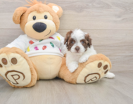 7 week old Havapoo Puppy For Sale - Puppy Love PR