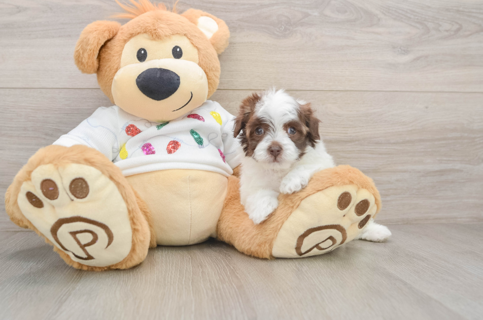 5 week old Havapoo Puppy For Sale - Puppy Love PR