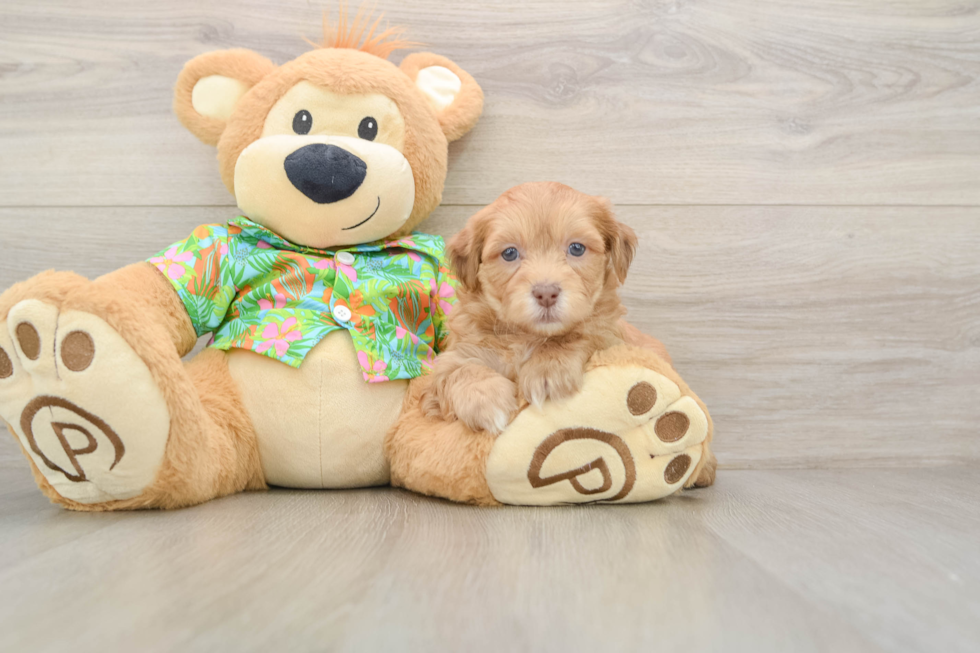 Havapoo Pup Being Cute