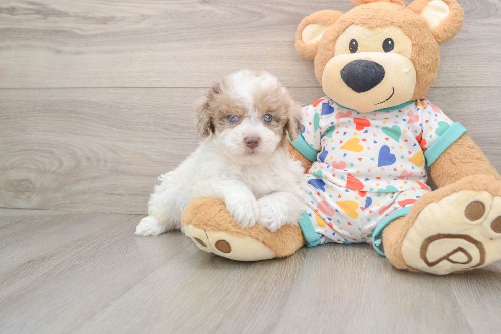 Playful Havadoodle Poodle Mix Puppy