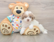 9 week old Havapoo Puppy For Sale - Puppy Love PR