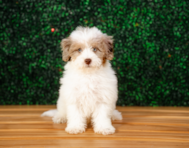 10 week old Havapoo Puppy For Sale - Puppy Love PR