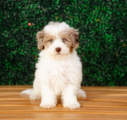 10 week old Havapoo Puppy For Sale - Puppy Love PR