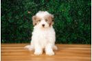 Cute Havapoo Baby