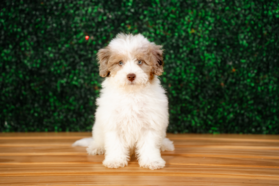 Cute Havapoo Baby