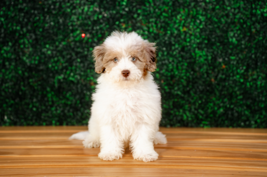Cute Havapoo Baby