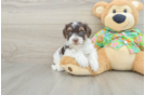 Havapoo Pup Being Cute