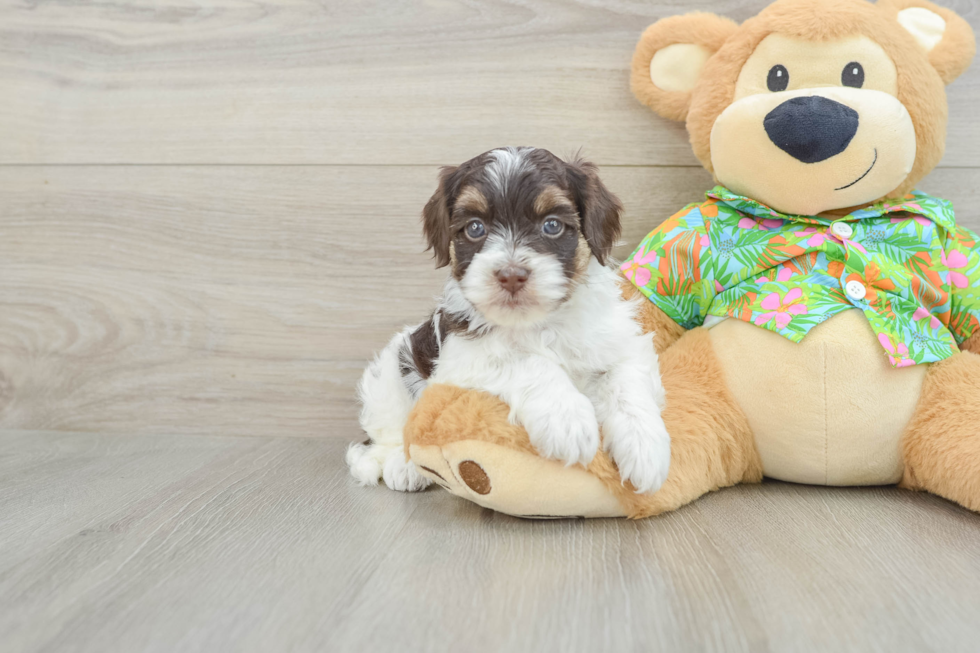 Havapoo Pup Being Cute