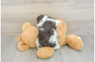 Havapoo Puppy for Adoption
