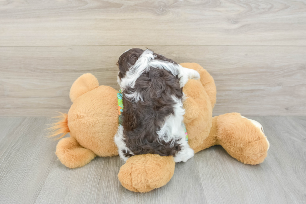 Havapoo Puppy for Adoption