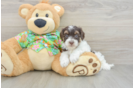 Havapoo Puppy for Adoption