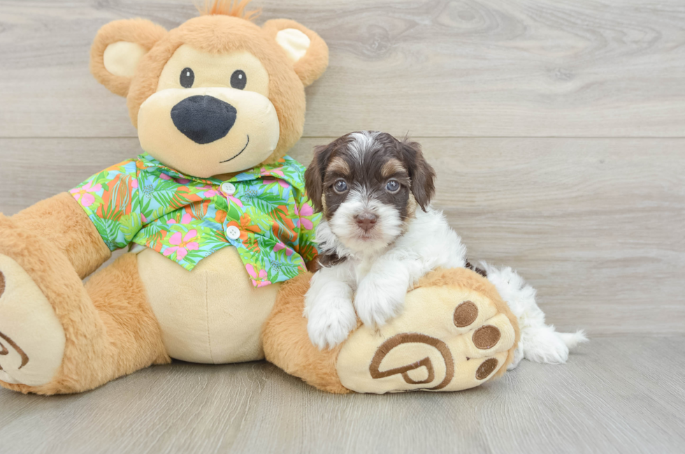 5 week old Havapoo Puppy For Sale - Puppy Love PR