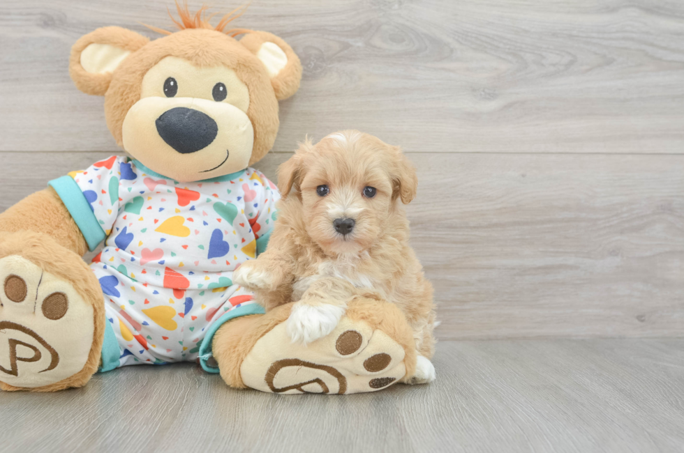 5 week old Havapoo Puppy For Sale - Puppy Love PR