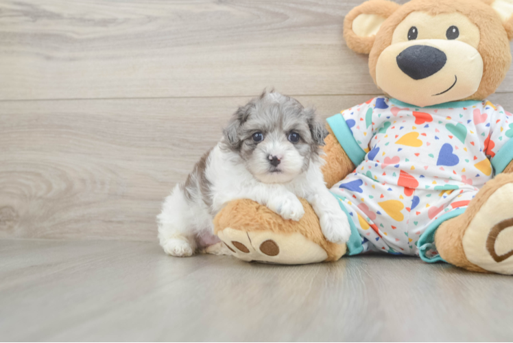 Playful Havadoodle Poodle Mix Puppy