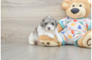 Playful Havadoodle Poodle Mix Puppy