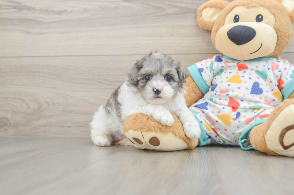 5 week old Havapoo Puppy For Sale - Puppy Love PR